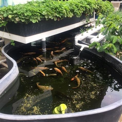 水生 植物 養魚|魚の水槽と水耕栽培が合体 無農薬野菜が育つ「アク。